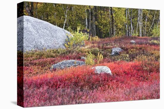 Autumn, Blueberry Barrens, Granite Rocks, East Orland, Maine, Usa-Michel Hersen-Stretched Canvas