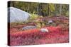 Autumn, Blueberry Barrens, Granite Rocks, East Orland, Maine, Usa-Michel Hersen-Stretched Canvas