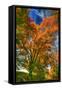 Autumn Borden Road Vertical-Robert Goldwitz-Framed Stretched Canvas