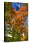 Autumn Borden Road Vertical-Robert Goldwitz-Stretched Canvas