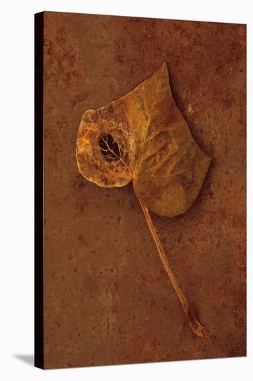 Autumn Brown-Den Reader-Stretched Canvas