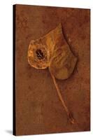 Autumn Brown-Den Reader-Stretched Canvas