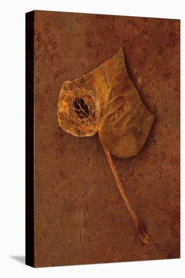 Autumn Brown-Den Reader-Stretched Canvas