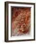 Autumn Bunch-Pol Ledent-Framed Art Print