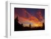 Autumn Burn - Sunset Sky and Tree Over Berkeley-Vincent James-Framed Photographic Print