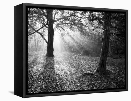 Autumn Burst-Doug Chinnery-Framed Stretched Canvas