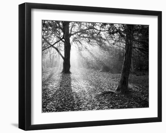Autumn Burst-Doug Chinnery-Framed Premium Photographic Print