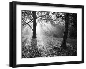 Autumn Burst-Doug Chinnery-Framed Premium Photographic Print