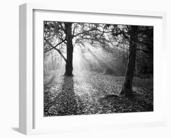 Autumn Burst-Doug Chinnery-Framed Photographic Print