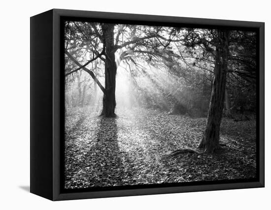 Autumn Burst-Doug Chinnery-Framed Stretched Canvas