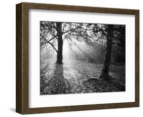 Autumn Burst-Doug Chinnery-Framed Photographic Print