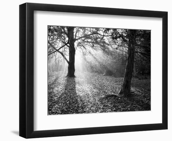 Autumn Burst-Doug Chinnery-Framed Photographic Print