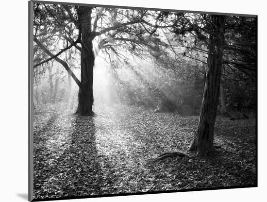 Autumn Burst-Doug Chinnery-Mounted Photographic Print