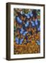 Autumn Butterflies-Graeme Stevenson-Framed Premium Giclee Print