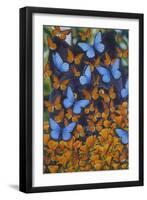 Autumn Butterflies-Graeme Stevenson-Framed Premium Giclee Print