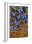 Autumn Butterflies-Graeme Stevenson-Framed Premium Giclee Print