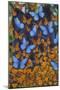 Autumn Butterflies-Graeme Stevenson-Mounted Premium Giclee Print