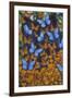 Autumn Butterflies-Graeme Stevenson-Framed Giclee Print