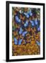 Autumn Butterflies-Graeme Stevenson-Framed Giclee Print