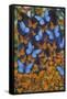 Autumn Butterflies-Graeme Stevenson-Framed Stretched Canvas