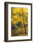 Autumn by the Water-Philippe Sainte-Laudy-Framed Photographic Print