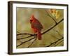 Autumn Cardinal-Richard Clifton-Framed Giclee Print
