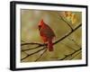 Autumn Cardinal-Richard Clifton-Framed Giclee Print