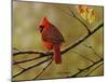 Autumn Cardinal-Richard Clifton-Mounted Giclee Print