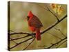 Autumn Cardinal-Richard Clifton-Stretched Canvas