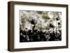 Autumn Chorus-Keisuke Ikeda @-Framed Photographic Print