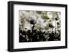 Autumn Chorus-Keisuke Ikeda @-Framed Photographic Print