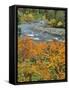 Autumn Color along Imnaha River-Steve Terrill-Framed Stretched Canvas
