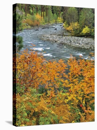 Autumn Color along Imnaha River-Steve Terrill-Stretched Canvas