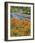 Autumn Color along Imnaha River-Steve Terrill-Framed Photographic Print