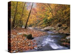 Autumn Color Along River-James Randklev-Stretched Canvas