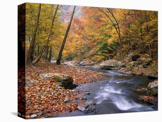 Autumn Color Along River-James Randklev-Stretched Canvas