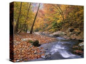 Autumn Color Along River-James Randklev-Stretched Canvas