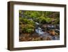 Autumn Color Along Starvation Creek Falls, Columbia Gorge, Oregon-Chuck Haney-Framed Photographic Print