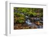 Autumn Color Along Starvation Creek Falls, Columbia Gorge, Oregon-Chuck Haney-Framed Photographic Print