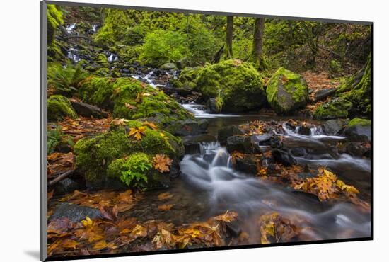 Autumn Color Along Starvation Creek Falls, Columbia Gorge, Oregon-Chuck Haney-Mounted Photographic Print