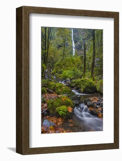 Autumn Color Along Starvation Creek Falls, Columbia Gorge, Oregon-Chuck Haney-Framed Photographic Print