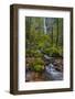 Autumn Color Along Starvation Creek Falls, Columbia Gorge, Oregon-Chuck Haney-Framed Photographic Print