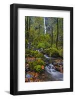 Autumn Color Along Starvation Creek Falls, Columbia Gorge, Oregon-Chuck Haney-Framed Photographic Print