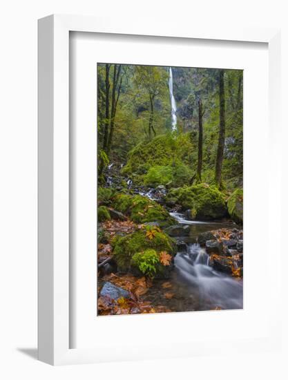 Autumn Color Along Starvation Creek Falls, Columbia Gorge, Oregon-Chuck Haney-Framed Photographic Print