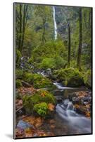 Autumn Color Along Starvation Creek Falls, Columbia Gorge, Oregon-Chuck Haney-Mounted Photographic Print