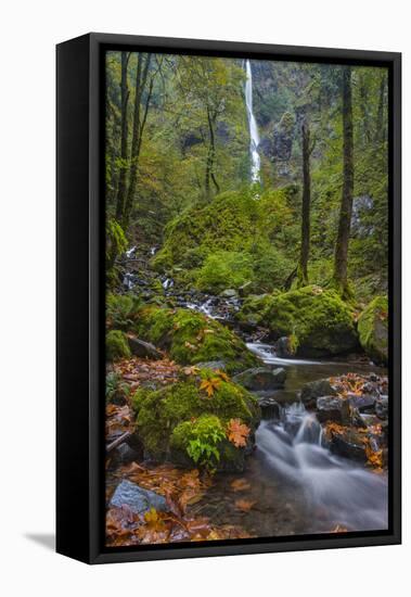 Autumn Color Along Starvation Creek Falls, Columbia Gorge, Oregon-Chuck Haney-Framed Stretched Canvas