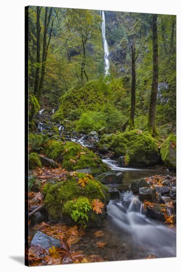 Autumn Color Along Starvation Creek Falls, Columbia Gorge, Oregon-Chuck Haney-Stretched Canvas