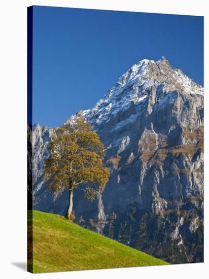 Autumn Color and Alpine Meadow, Wetterhorn and Grindelwald, Berner Oberland, Switzerland-Doug Pearson-Stretched Canvas