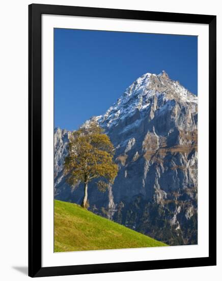 Autumn Color and Alpine Meadow, Wetterhorn and Grindelwald, Berner Oberland, Switzerland-Doug Pearson-Framed Photographic Print