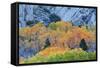 Autumn Color Array, Sierra Nevada-Vincent James-Framed Stretched Canvas